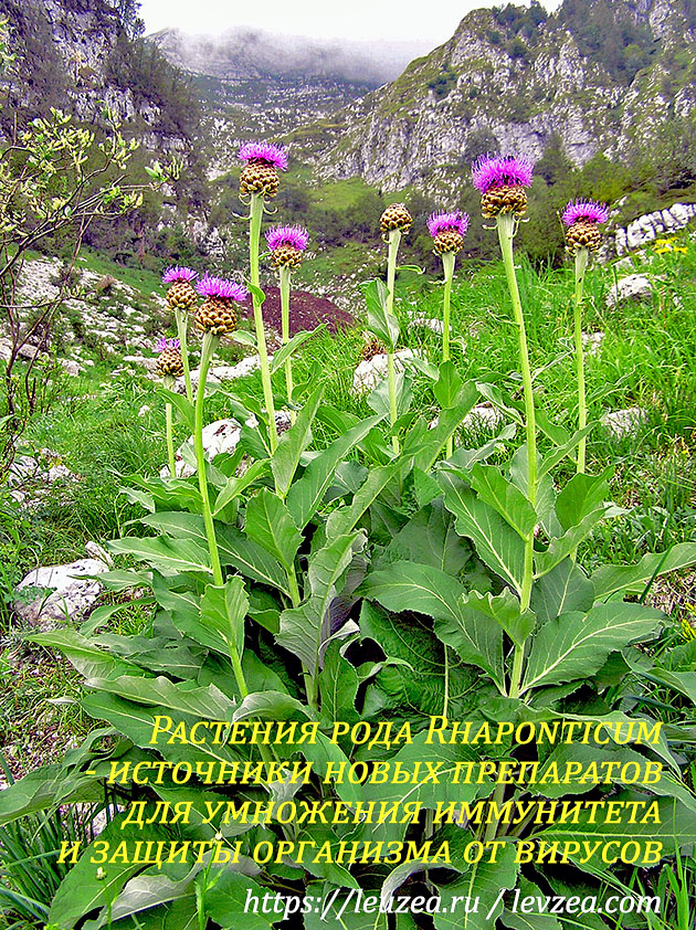 Растения рода Rhaponticum – источники новых препратов для иммунитета и защиты от вирусов