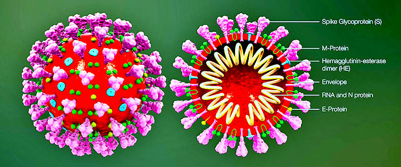 Анатомия коронавируса