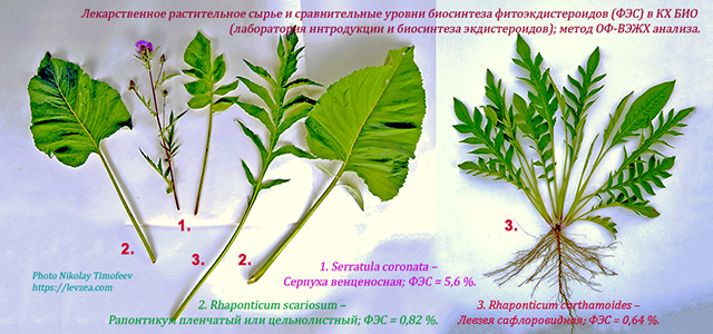 Лекарственное сырье из растений Rhaponticum и Serratula