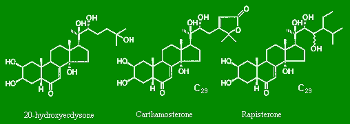 Аналоги витамин D1 из листьевой части левзеи сафлоровидной – 20-hydroxyecdysterone 
