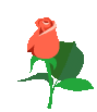 Роза цветок
