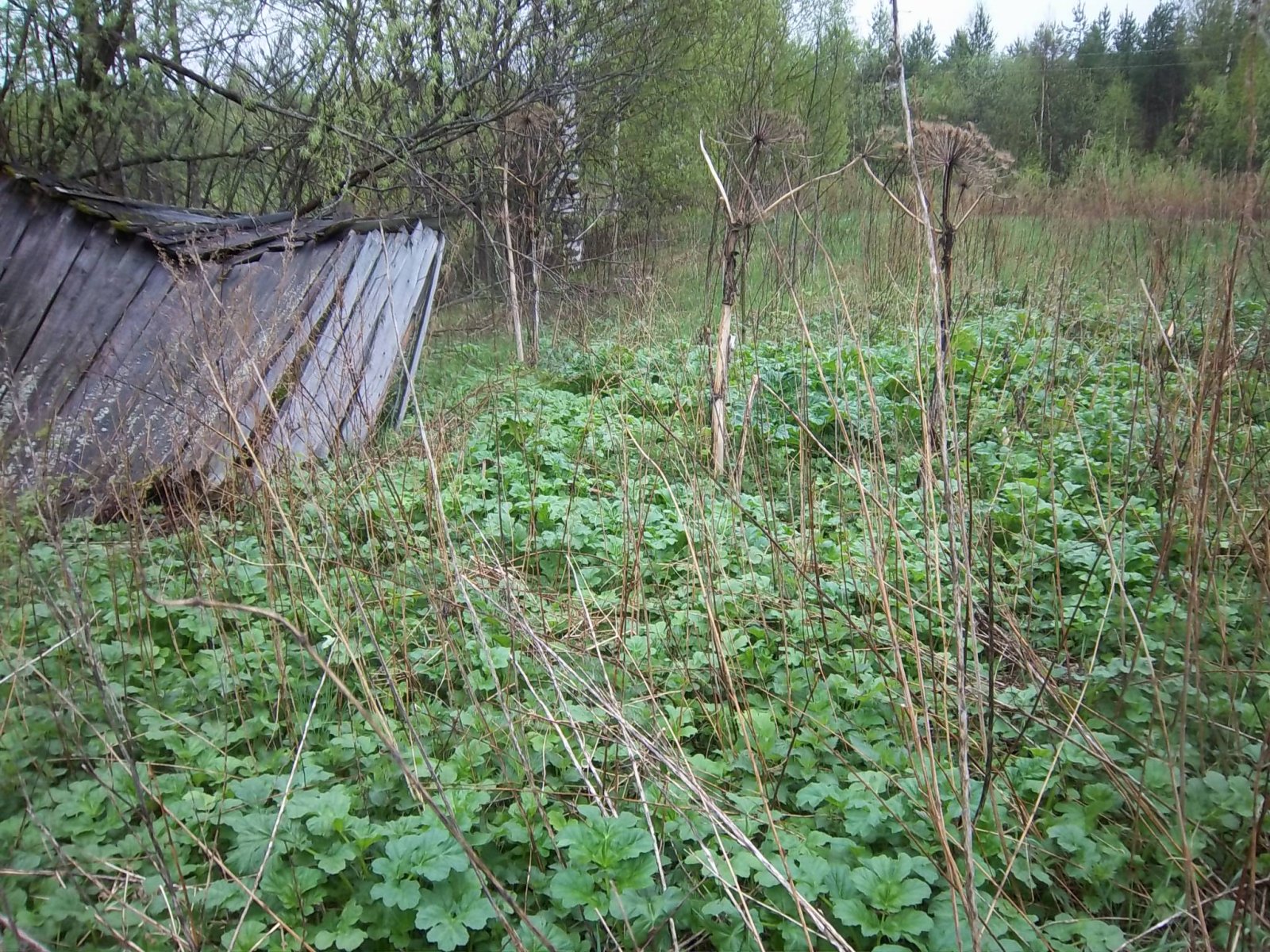 Начало отрастния борщевика, заброшенный дачный участок. Архангельская область