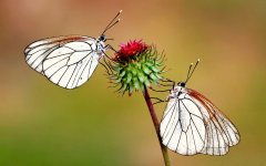 Бабочки за нектаром
