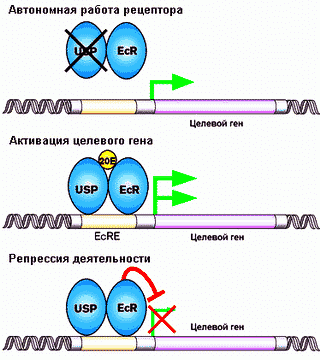 5_Экдистерон_ключ_запуска_гена_в_работу.gif