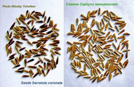 seeds_serratula.jpg