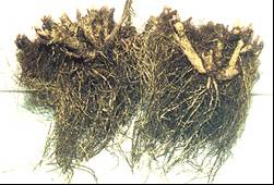 Левзея сафлоровидная - корневая система (корневище с придаточными корнями)(leuzea, Rhaponticum carthamoides)  (14k)