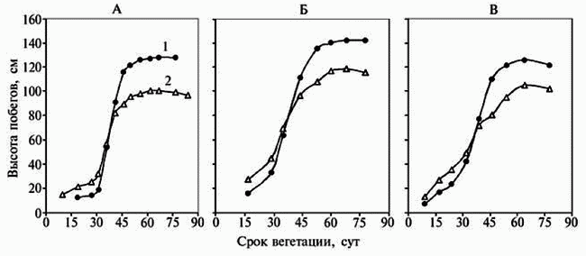 Продуктивность фитомассы левзеи сафлоровидной в онотогенезе(Productivityleuzea, Rhaponticum carthamoides)  (17k)