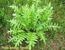 Левзея  листьевая часть (содержит до 0,7 % экдистерона) - Leaves parts of Leuzea (Rhaponticum carthamoides)