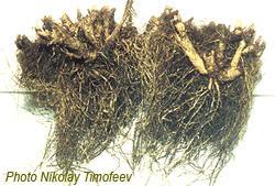 Rhizomes of plant Leuzea - Rhaponticum carthamoides; Photo Nikolay Timofeev (16k)