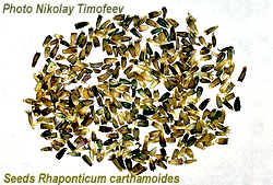Seeds of plant Leuzea - Rhaponticum carthamoides; Photo Nikolay Timofeev (12k)