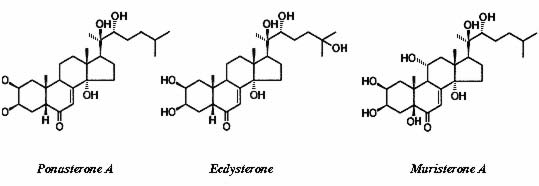 Fig. 1. Ecdysteroids - Экдистероиды (11k)