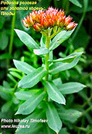 Родиолоа розовая фото, Золотой корень фото - rhodiola rosea photo (29k)