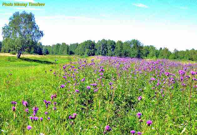 Population of Serratula coronata;
Photo Nikolay Timofeev (46k)