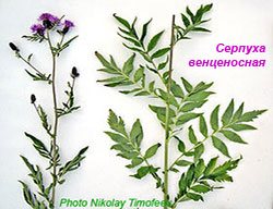 Leaves parts of Serratula coronata - Молодые побеги серпухи содержат до 4-5 % экдистерона) (16k)