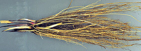 Rhizomes of plant Serratula coronata;
Photo Nikolay Timofeev (16k)