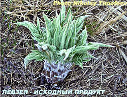 Maral root  or Leuzea carthamoides (Rhaponticum carthamoides) - Левзея сафлоровидная: Молодые побеги. Источник для производства БАД Левзея-порошок (содержит 0,51 % экдистерона; Photo Nikolay Timofeev (19k)