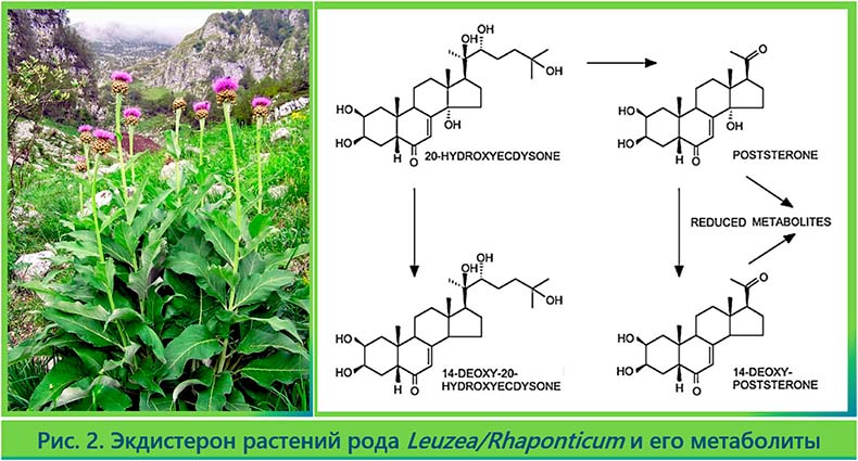 Синтез экдистерона растениями левзеи сафлоровидной