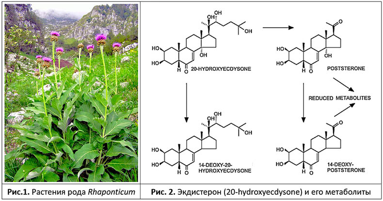 Растения рода <I>Rhaponticum,</> синтезирующие экдистерон