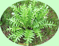 Rhaponticum carthamoides - Левзея или рапонтикум сафлоровидный - рис. 1 (10k)