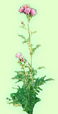 Serratula coronata - Серпуха венценосная - рис.2 (5k)
