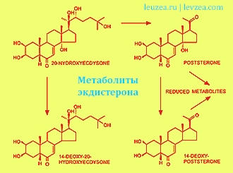 Минорные метаболиты экдистерона: постстерон,деоксиэкдистерон,  деоксипостстерон