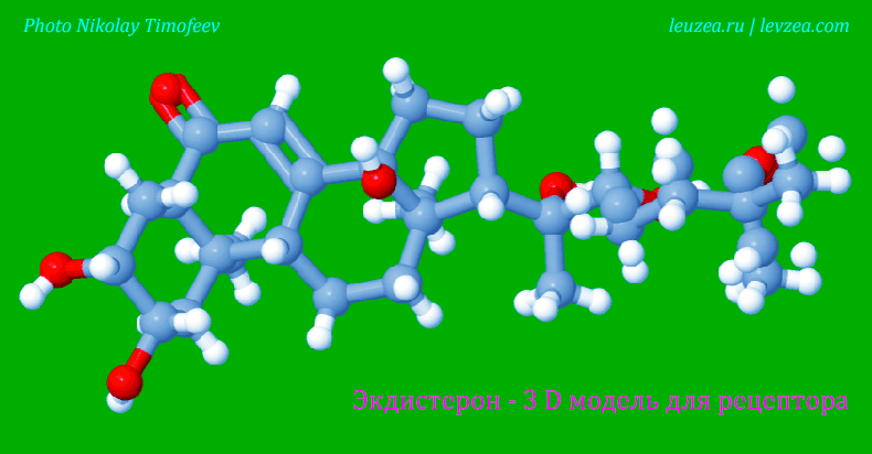 Экдистерон 3D модель для рецептора экдистероидов