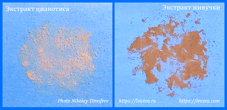 Экстракт  цианотиса фото и экстракт живучки туркестанской фото - желтовато-коричневые порошки