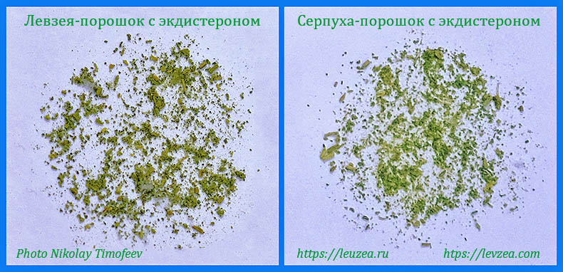 Фото левзеи-порошка и серпухи порошка из листьевой части с экдистероном под микроскопом