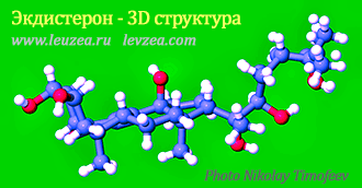 Экдистерон 3D структура